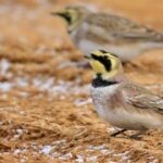 豪门国际pg:奢华生活方式的流行趋势 xl0w4jd