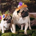 超凡国际如何应对全球市场的挑战 ydn2fgf1